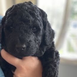 Girl 2 - Bernedoodle puppy in Berryville, Virginia from Hazel the Bernedoodle