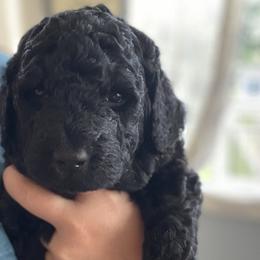 Girl 2 - Bernedoodle puppy in Berryville, Virginia from Hazel the Bernedoodle