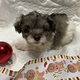 Spanky - Parti male Miniature Schnauzer puppy in Stevenson, Alabama from Joyce's Miniature Schnauzers
