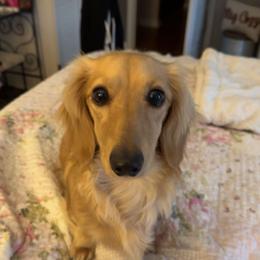 Lady - Dachshund