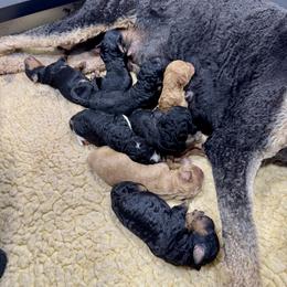 Boy 1 - male Poodle puppy in Middlebourne, West Virginia from El Silencio Standard Poodles
