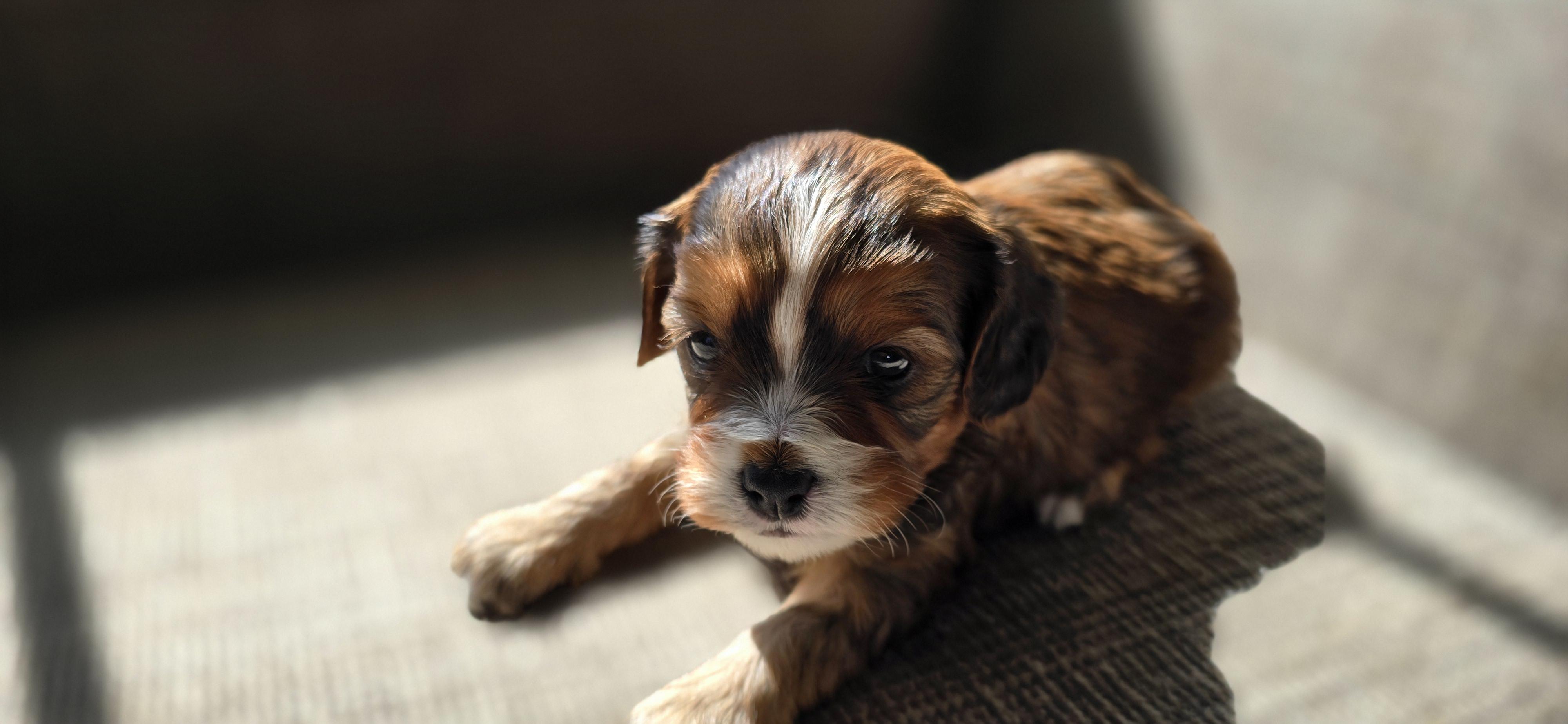 Cavapoo Cuddles in Washington | Cavapoo puppies | Good Dog