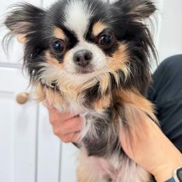 Jadie - Black and tan female Chihuahua puppy in El Sobrante, California from Dolce Coco Chihuahuas