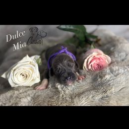 Dulce - Blue female Great Dane puppy in Liberty, New York from Catskills Greatest Danes