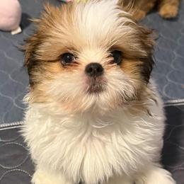 Kyrie - Gold and white male Shih Tzu puppy in Gilbert, Arizona from 🌗 New Moon Shih Tzu 🌗