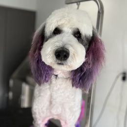 Roo - Sheepadoodle
