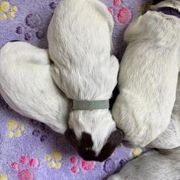 Storm - Brown and gray female Wirehaired Pointing Griffon puppy in Grangeville, Idaho from Happy Hollow Griffons