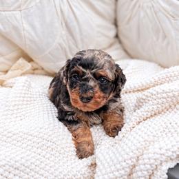 Casper - Merle male Goldendoodle puppy in Ranger, Georgia from Muscadine Meadows Poodles and Doodles