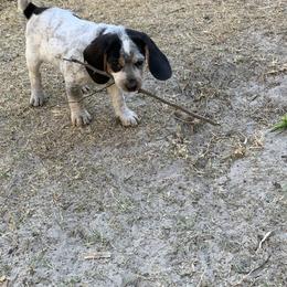 Beagle Puppies from Southern Skye Farm