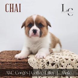 Chai - Red male Pembroke Welsh Corgi puppy in Pine Village, Indiana from NL Horsemanship