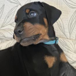 Boy 3 - Black and rust male Doberman Pinscher puppy in Murrieta, California from Noble Doberman