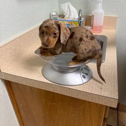Dachshund Puppies from Cajun Pawfection