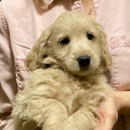 Goldendoodle Puppies from Northwoods Goldendoodles