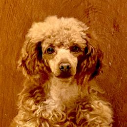 Dapper - Poodle