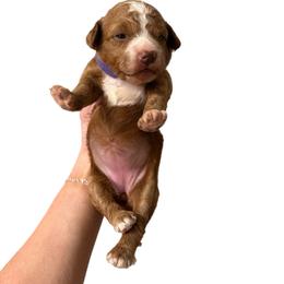 Purple girl - Red  female Goldendoodle puppy in Hot Springs, Arkansas from Hot Springs Kennels