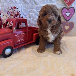 Sandy - Red  female Goldendoodle puppy in Bucyrus, Missouri from Hill Top Pomskies