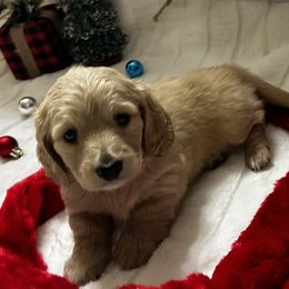 Woodstock - Dachshund puppy from Farmhouse Dachshunds
