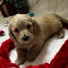 Woodstock - Dachshund puppy from Farmhouse Dachshunds
