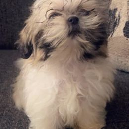 Poodles, Shihpoos, and Shih Tzus from Aaliyah Shihtzu Puppyland