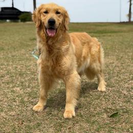 Olive - Golden Retriever