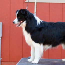Beans - Border Collie