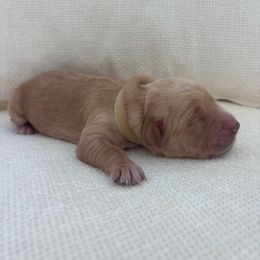 Kringle - Dark golden male Golden Retriever puppy in Alliance, Ohio from Mount Olive Doodles