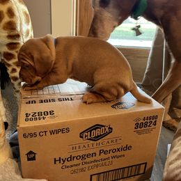 Vizsla Puppies from Highland Vizslas