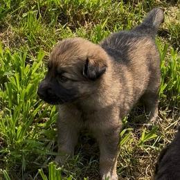 Denali aka Kali - Sable female German Shepherd puppy in Yuba City, California from Barton’s German Shepherds