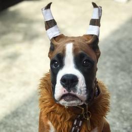 Boxer Puppies from Archangel Boxers