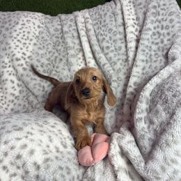 Hanna - Red Dachshund puppy in Lake City, Florida from My Ditzy Doxies of Florida