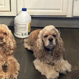 Cocker Spaniel Puppies from Cockers of Country Lane