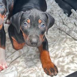 Female 2 - Black female Catahoula Leopard Dog puppy in Crestview, Florida from C4 Kennels of FL & AL