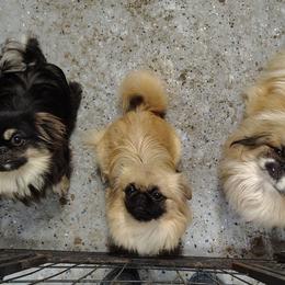 Jinx - Pekingese