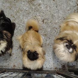 Jinx - Pekingese
