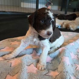 Demi -pink collar - Brown and white female Bernedoodle puppy in Aurora, Colorado from Simply Amazing Doodles