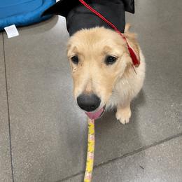 "Lizzie, our new female!  She will be having puppies!" Golden Retriever Puppies from Verona Goldens