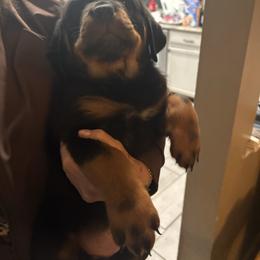 Spot - Black and mahogany male Rottweiler puppy in Colorado Springs, Colorado from Von Locher Rotties