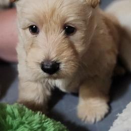 Scottish Terrier Puppies from Duran's Scotties