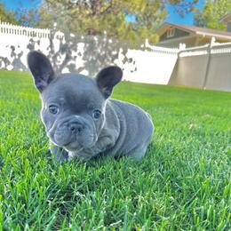 Jersey lilac (brindle) from OFA certified parents - Brindle and white female French Bulldog puppy in Billings, Montana from Montana Made Frenchies