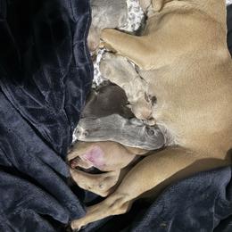 Lilac Fawn girl A - Blue fawn female French Bulldog puppy in Piedmont, Oklahoma from 5A Frenchies