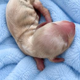 Cream (rabbit size) - Cream male Dachshund puppy in Sebring, Florida from Mini Weenies