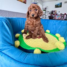 Leo - Red  male Poodle puppy in Beaverton, Oregon from Teddy toy poodle house