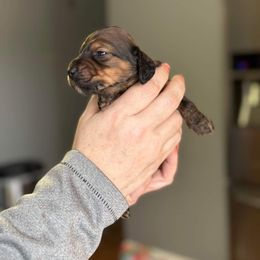 Dachshund Puppies from Rea's Puppies