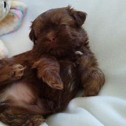Great Dane and Shih Tzu Puppies from Empire Royalty and Majestic Dane