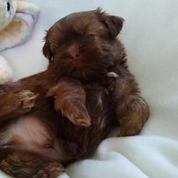 Great Dane and Shih Tzu Puppies from Empire Royalty and Majestic Dane