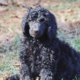 Australian Labradoodle and Poodle Puppies from Hunter Farm