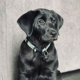 Dilute Retriever and Labrador Retriever Puppies from SmoKy Hills Labradors