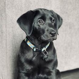 Dilute Retriever and Labrador Retriever Puppies from SmoKy Hills Labradors