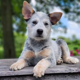 AKC Skipper - Blue male Australian Cattle Dog puppy in Chillicothe, Missouri from TLC Cattle dogs