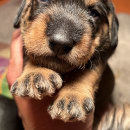 Boy 3 - Dachshund puppy in Mt Laurel, New Jersey from ev-ry dachshund